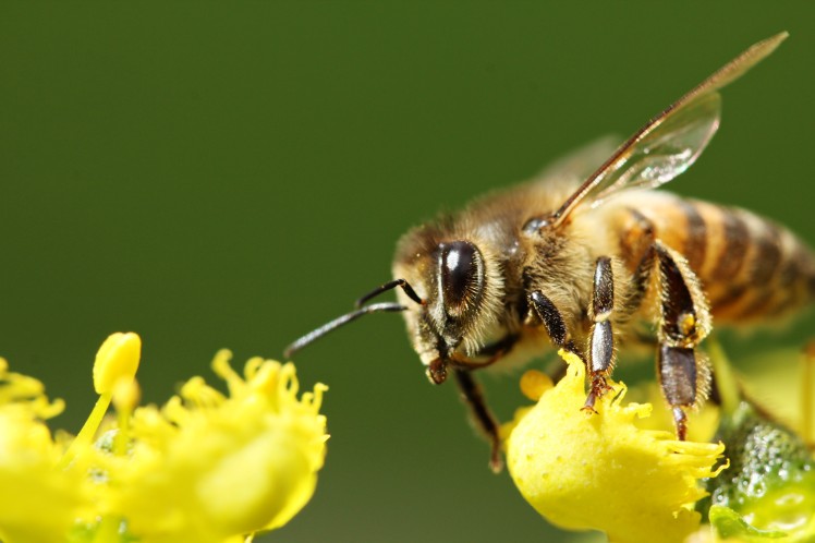 Photo of a honey bee on a yellow flower